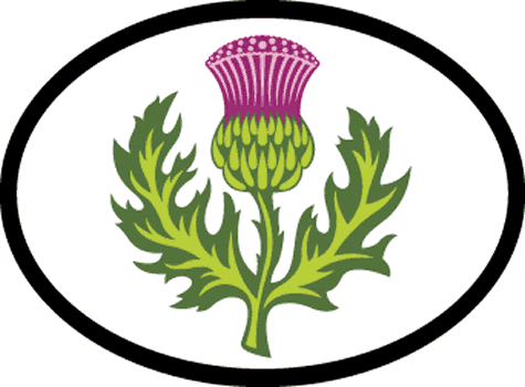 Thistle