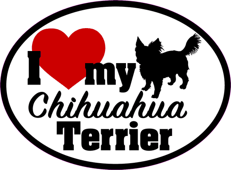 Chihuahua Terrier