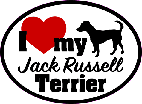 Jack Russell Terrier