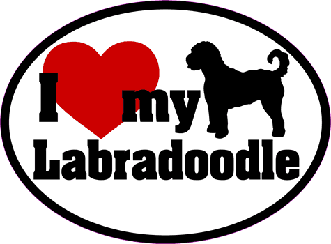 Labradoodle